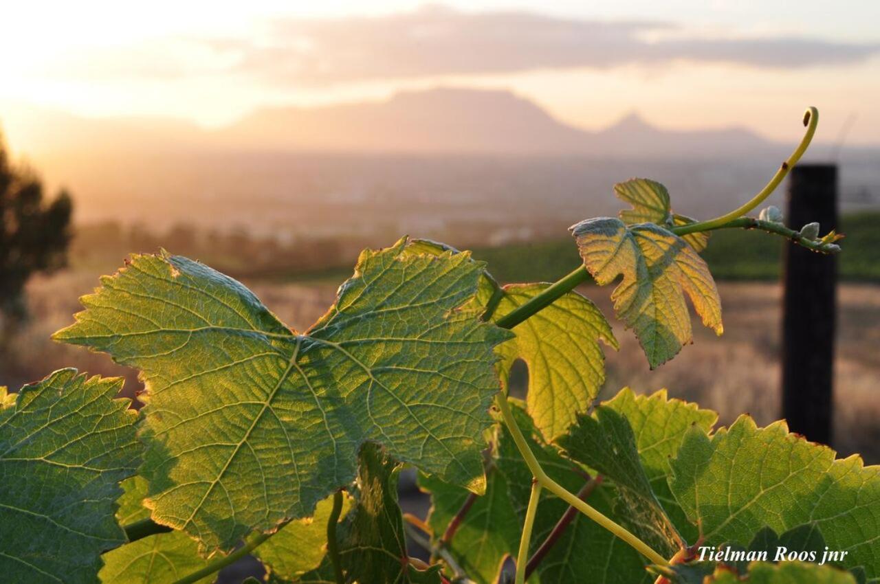 Appartement Mooiplaas Wine Estate à Stellenbosch Extérieur photo